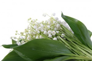 Finland Flower Lily-of-the-Valley
