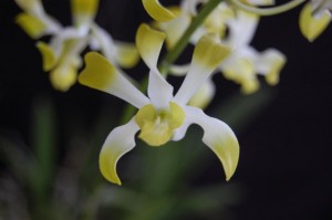 my-orchid-photos-580