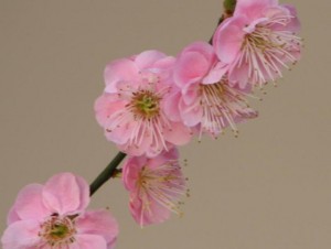 plum_blossom