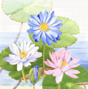 Water-Lily