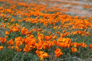 california-poppies