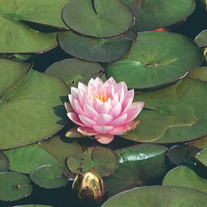 water-lilies-in-pool