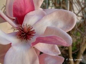ArchMagnoliaBlossom