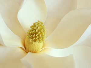 magnolia_blossom
