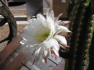 Saguaro-Cactus-in-Bloom