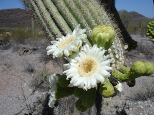 blooming_saguaro