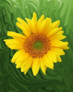 kansas-sunflower