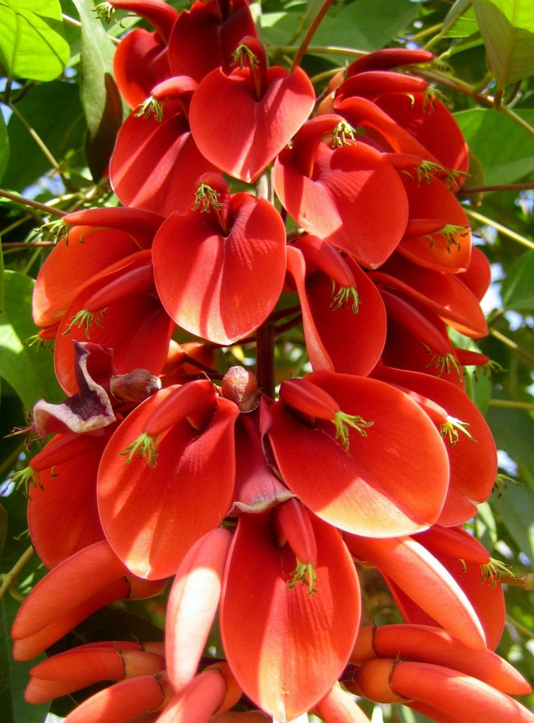 Argentina Flower Pictures