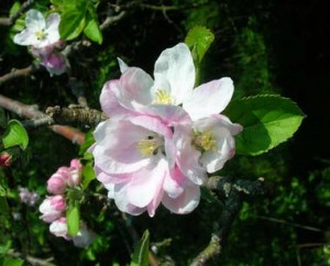 Apple-tree-blossom
