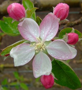 Apple_blossom