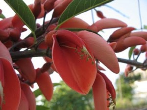 Erythrina crista-galli flower