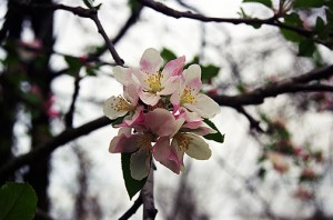 apple_blossom