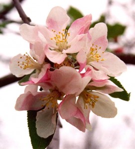 apple_blossom