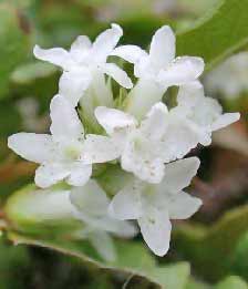 massachusetts-state-flower-image-white-mayflower