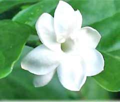 image-of-jasmine-flower