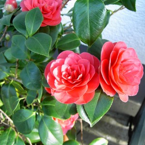 Camellia Alabama