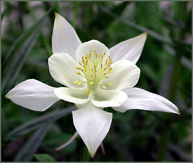 Some Colorado State Flower â€“ Columbine â€“ Pictures from the ...