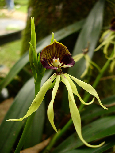 Black Orchid Belize