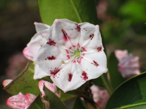 The State Flower of Connecticut – Mountain Laurel