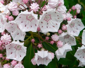 State Flower of Connecticut – Mountain Laurel