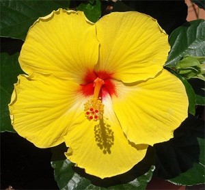 Hawaii State Flower Yellow Hibiscus