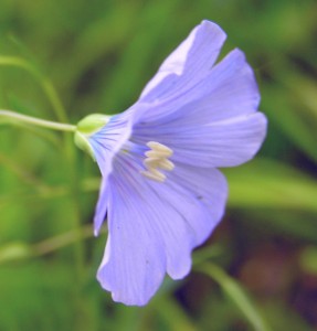 Flax Belarus National Flower 