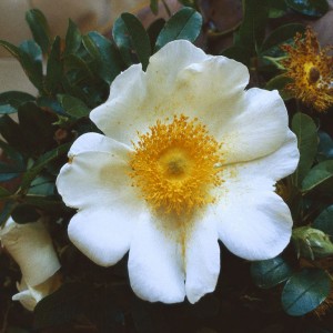 Georgia State Flower the Cherokee Rose