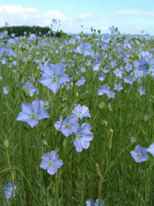 Flax Belarus National Flower 