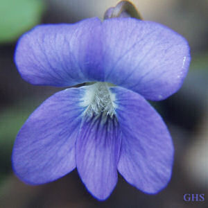 Illinois State Flower Pictures The Violet