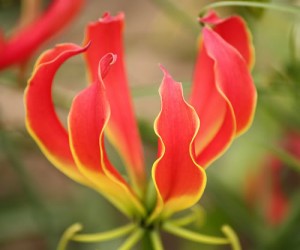 Zimbabwe National Flower Flame Lily