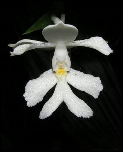 Colombia National Flower Christmas Orchids