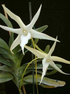 Colombia National Flower Christmas Orchids