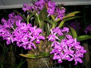Guaria Morada  National Flower of Costa Rica Pictures