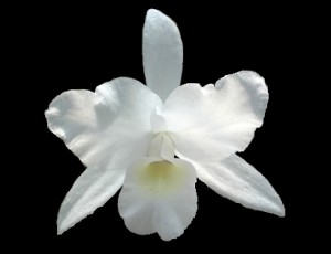 Guaria Morada  National Flower of Costa Rica 