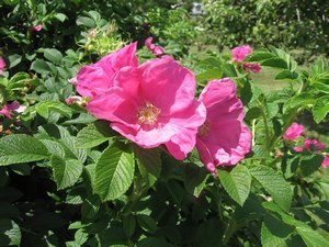 Iowa state flower Wild Prairie Rose