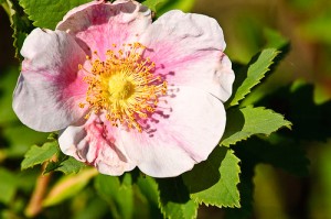 Iowa state flower Wild Prairie Rose