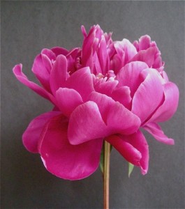 State Flower of Indiana  Peony Pictures