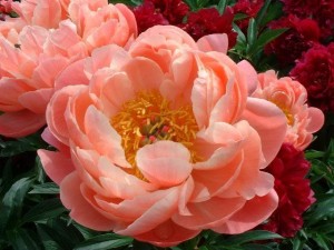 State Flower of Indiana  Peony Pictures