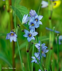 National Flower of Bermuda Blue-Eyed Grass 