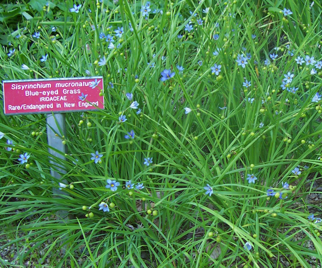 The National Flower of Bermuda BlueEyed Grass