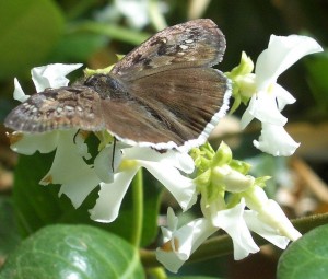 Cuba National Flower Butterfly Jasmine