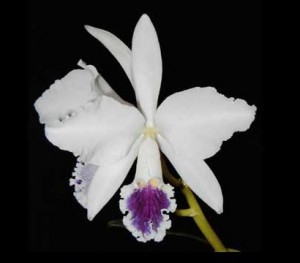 Brazil National Flower Cattleya Labiata
