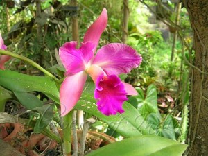 Brazil National Flower Cattleya Labiata