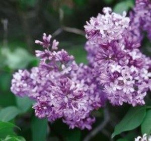 New Hampshire State Flower Purple Lilac
