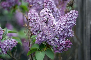 New Hampshire State Flower Purple Lilac