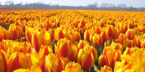 Holland National Flower Tulips Pictures