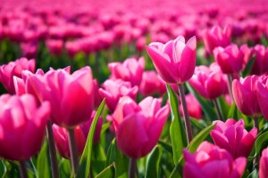 Holland National Flower Tulips 
