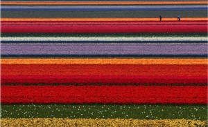 Tulip Holland National Flower 