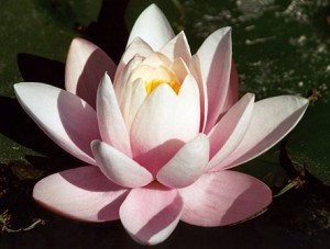 National Flower of India Lotus