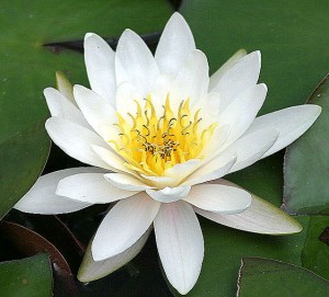 National Flower of India Lotus